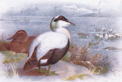 Eider de Archibald Thorburn